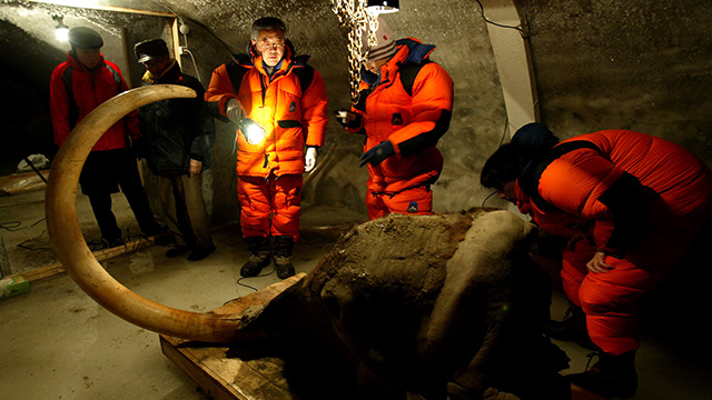 冷凍マンモスを輸送している様子